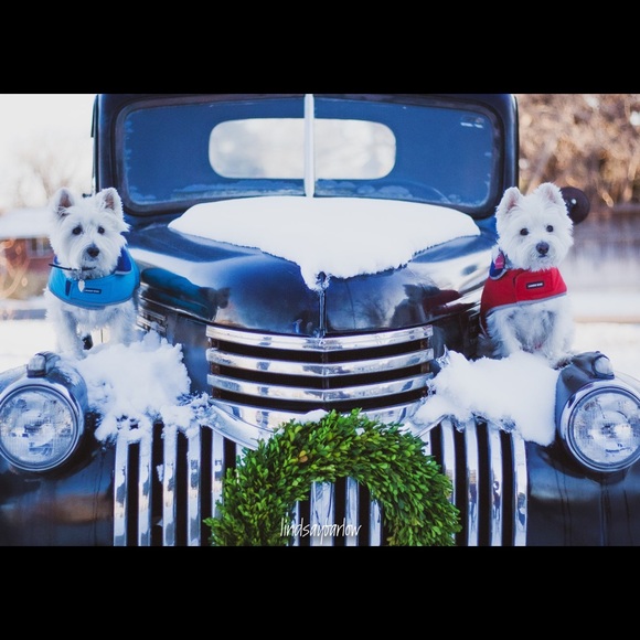 Happy Holidays from Oscar and Fozzy!! - Picture 1 of 2